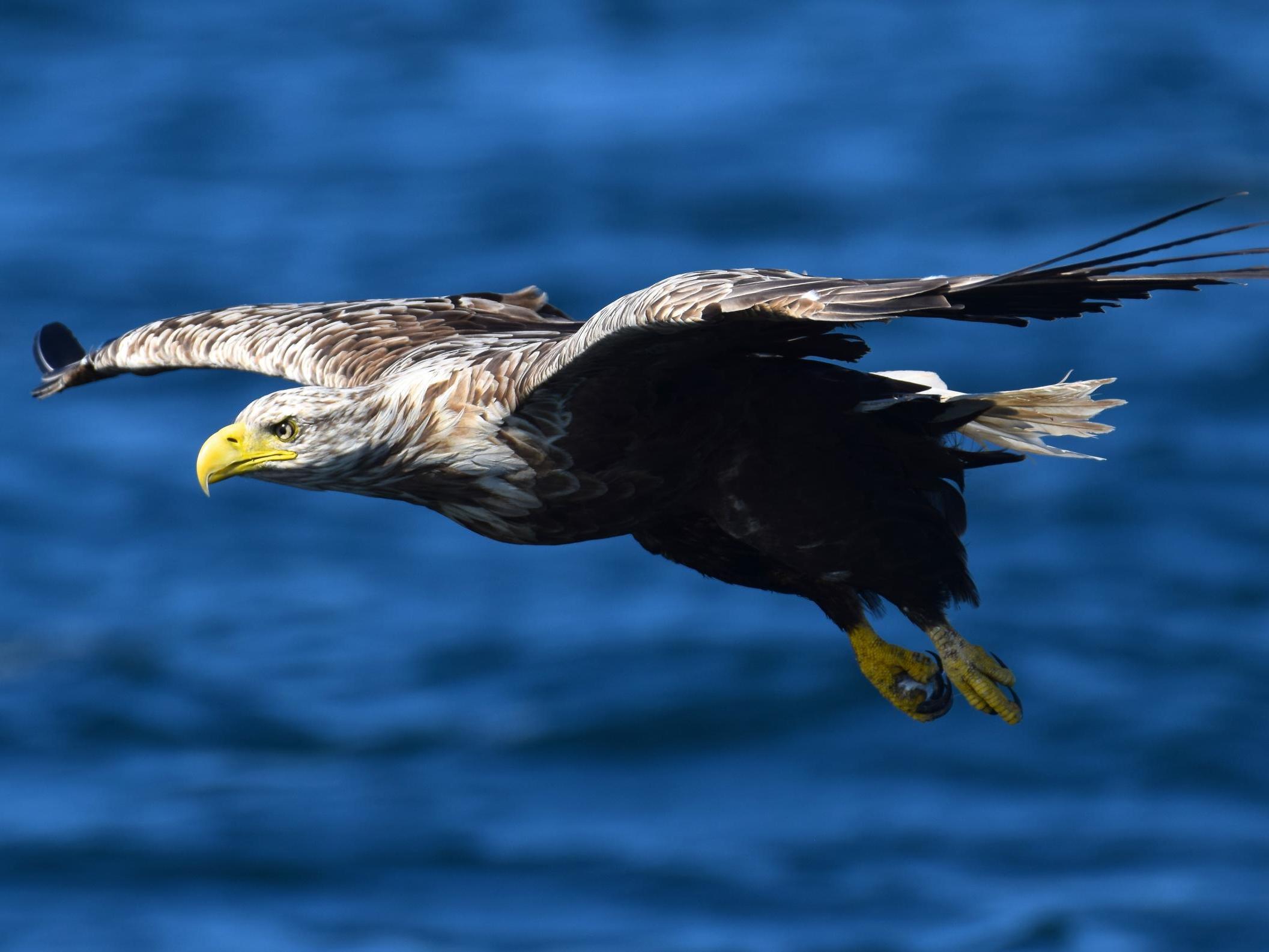 A white-tailed eagle off the coast of Mull