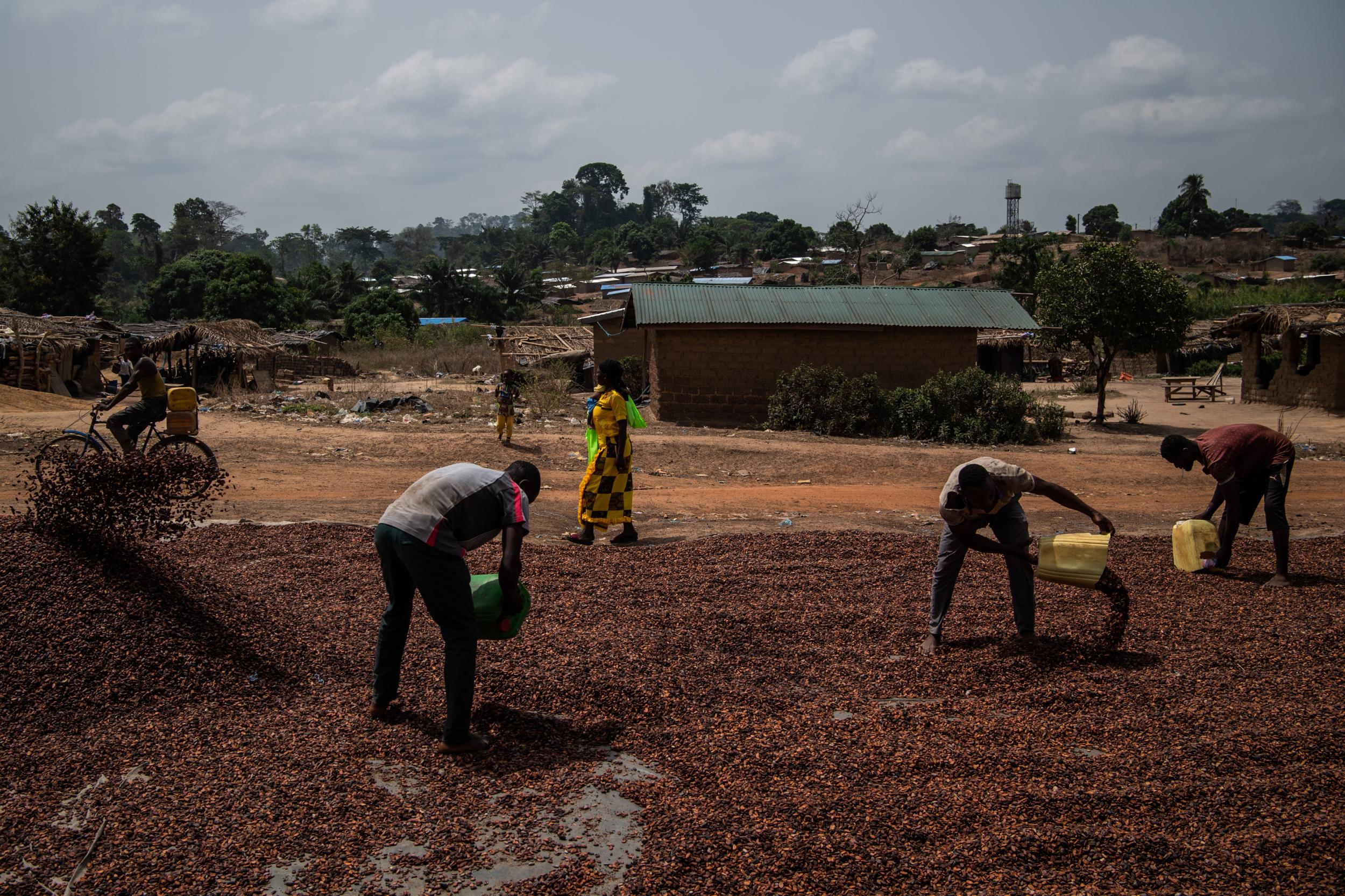 Workers gather dried cocoa beans outside a cooperative facility in the village of Gloplou