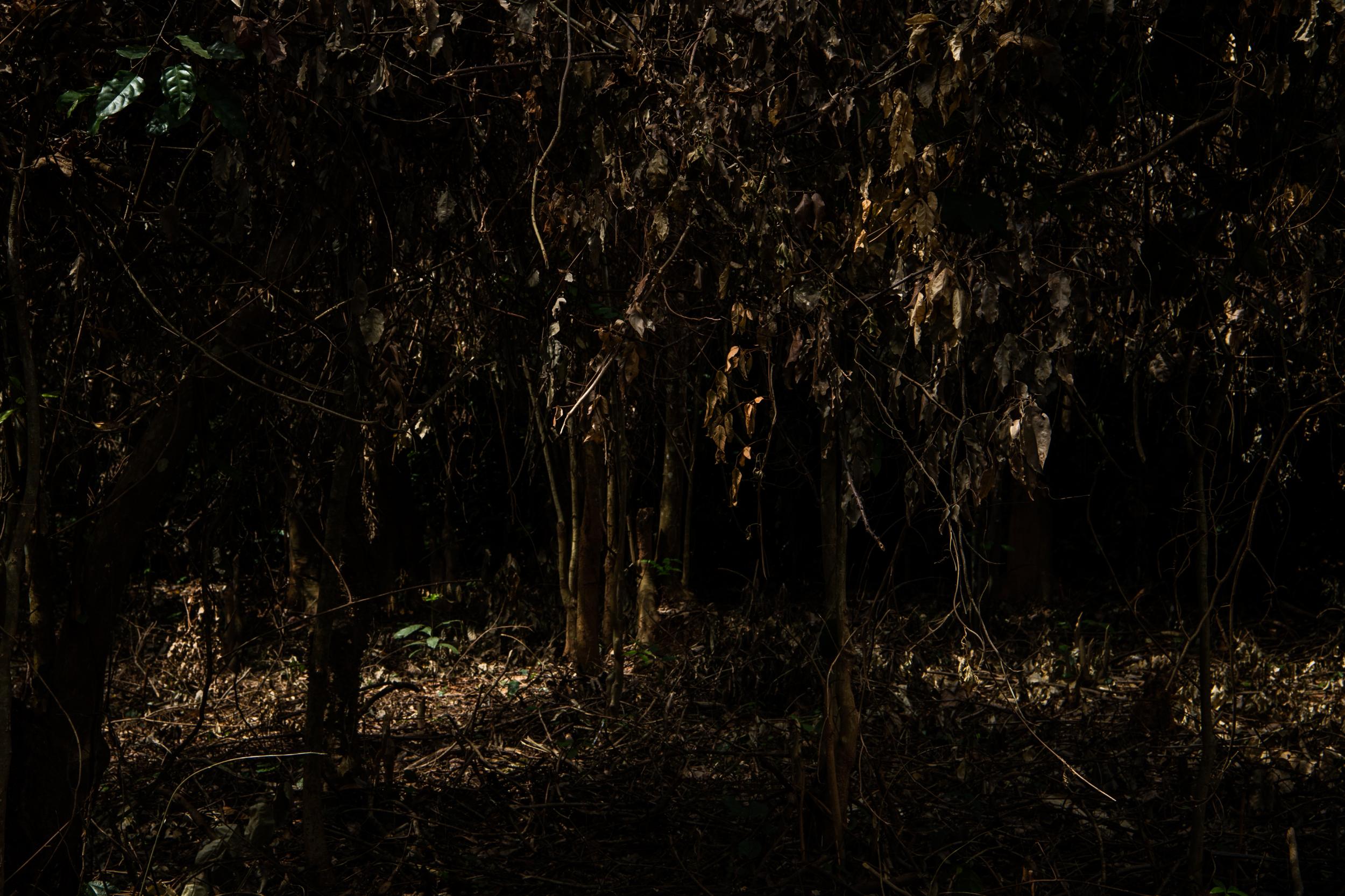 Trees that will soon be cleared as farmers make way for cocoa crops near the village of Niambly