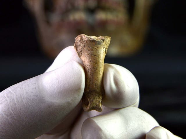 Eagle toe bone from Cova Foradada, in Spain, showing cut marks. Archaeologists believe it may have been a part of ‘the last necklace made by the Neanderthals’