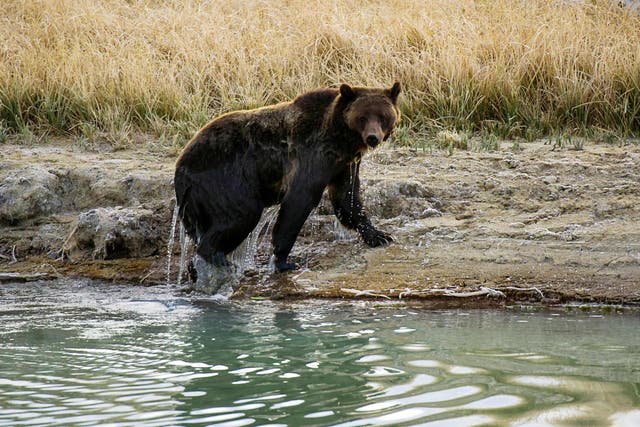 A Grizzly bear is pictured at Yellowstone National Park on 8 October, 2012 (file image).