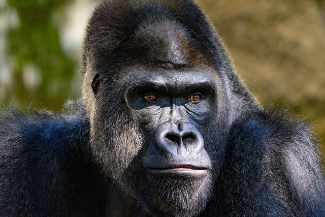 Gorillas and other jungle animals may be spreading Ebola to humans in Africa
