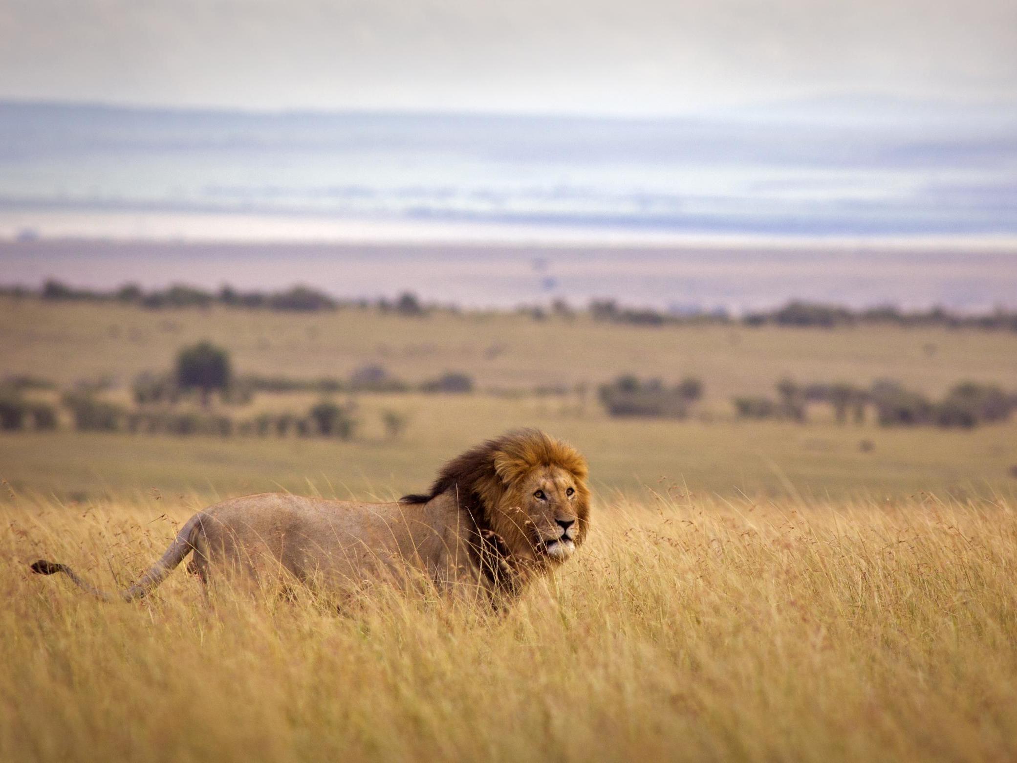 Hunters may bring back to the UK body parts from endangered species including African lions