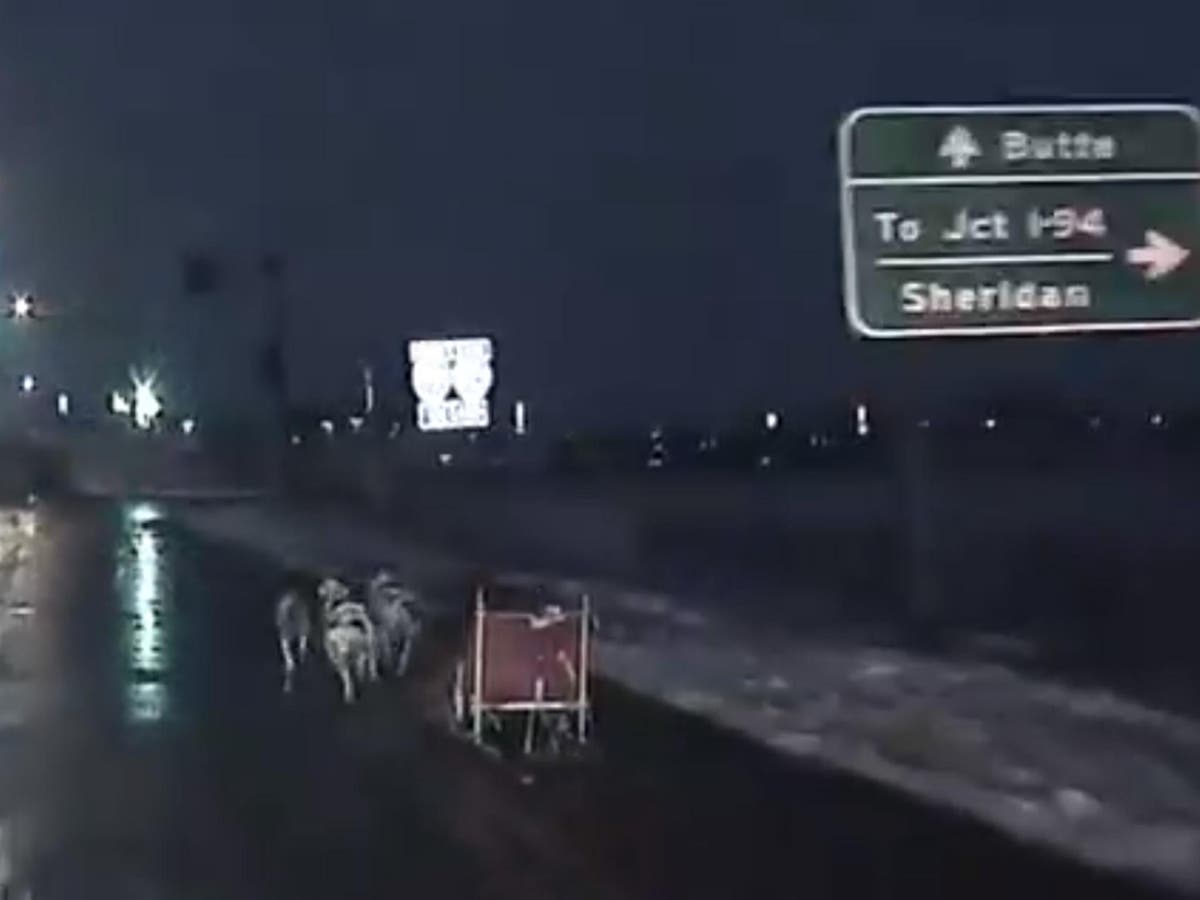 Runaway dog sled leads police on a glorious chase through Montana city