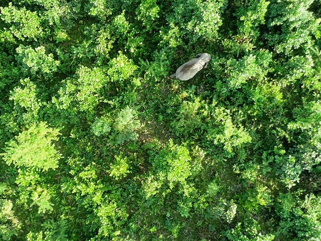 Forest officials launched a major operation to track and contain the large mammal