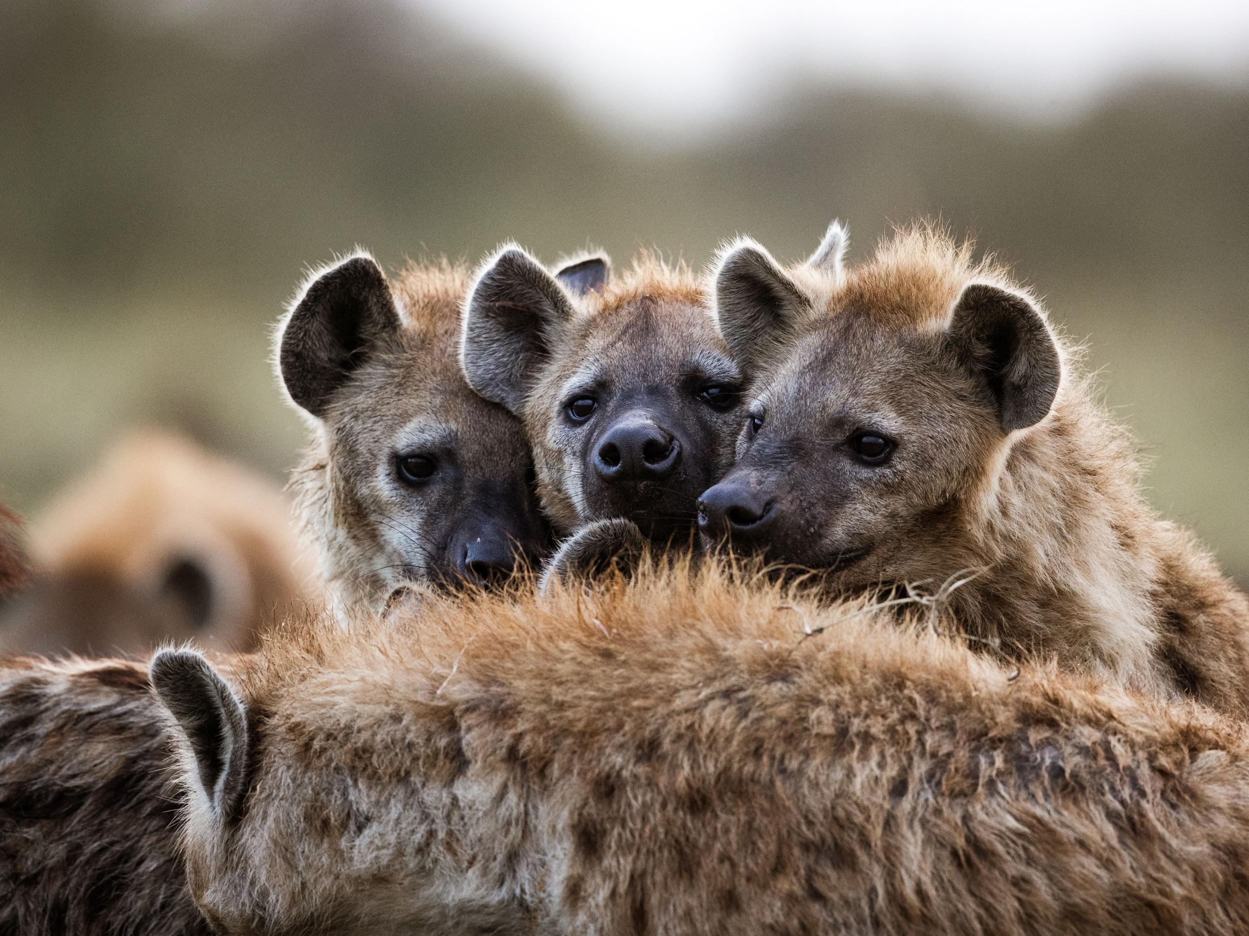 There’s thought to only be a few hundred striped hyenas left in Lebanon