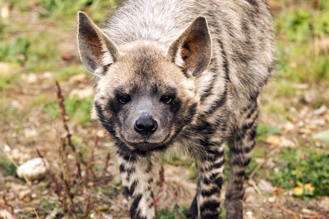 The striped hyena is Lebanon’s national animal
