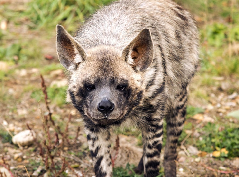 A Lebanese conservationist’s fight to save the striped hyena | The