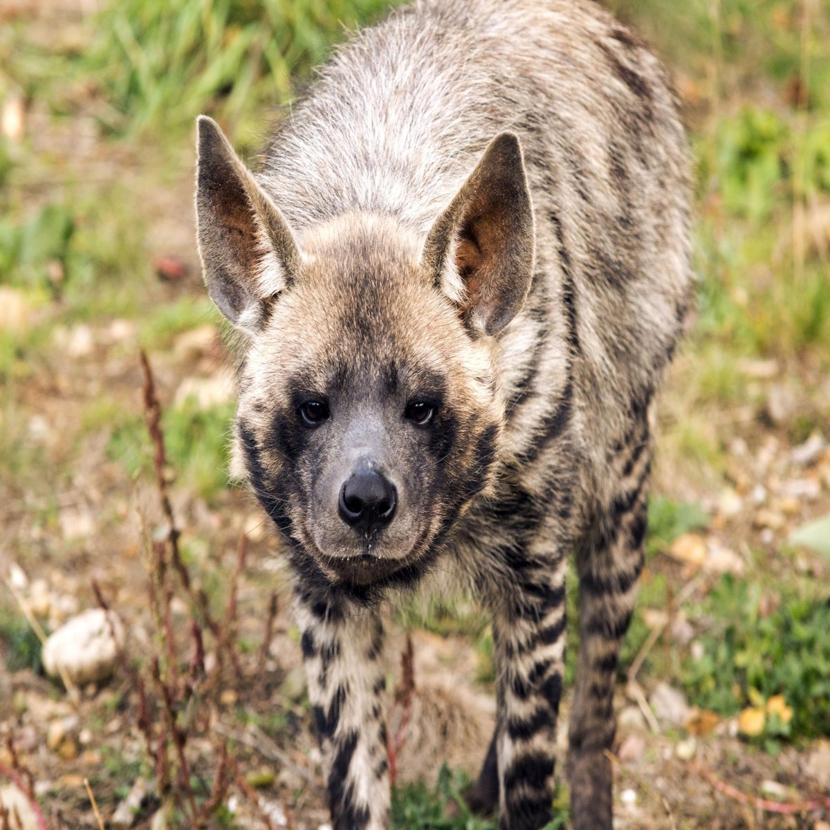 A Lebanese conservationist's fight to save the striped hyena | The  Independent | The Independent