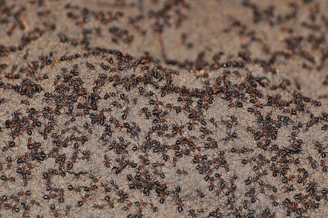 The offshoot subterranean ant colony in 2016 - just before the researchers put up a piece of wood which acted as a bridge allowing the ants in the bunker to return to their original colony