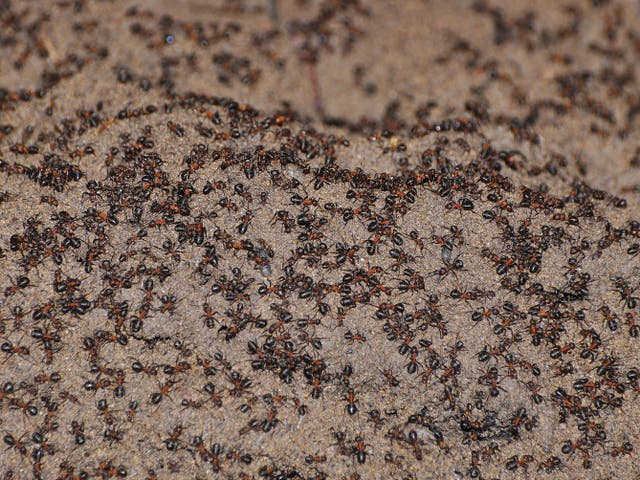 The offshoot subterranean ant colony in 2016 - just before the researchers put up a piece of wood which acted as a bridge allowing the ants in the bunker to return to their original colony