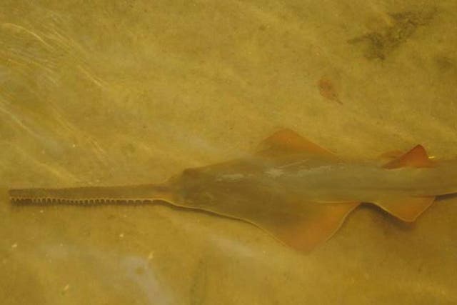A photo of a smalltooth sawfish courtesy of NOAA