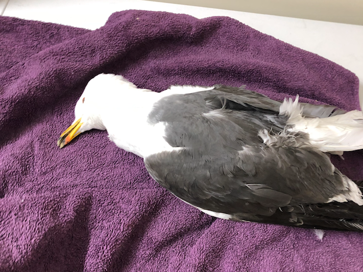 The great black-backed gull died from the injuries it received from 38-year-old Tonypandy resident Andrew Lee Jones in a case the RSPCA described as 'horrific'