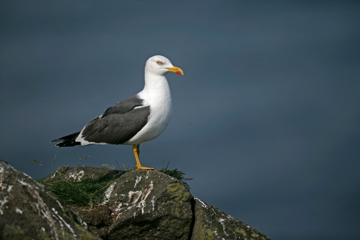 The lesser black-backed gull is a common sight around the UK coastline (Getty )