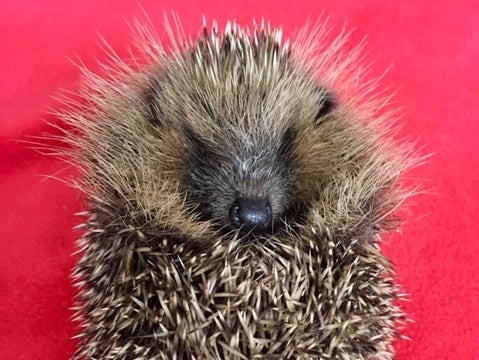 The hospital is rescuing around 10 hoglets a day.