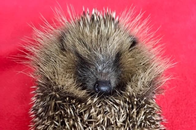 The hospital is rescuing around 10 hoglets a day.