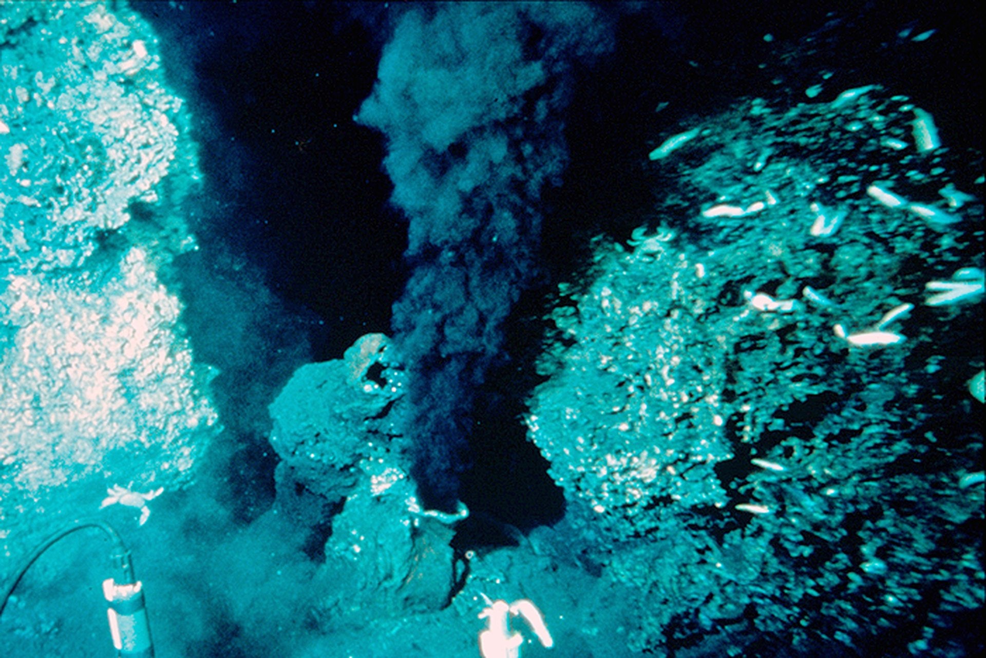 A hydrothermal vent in the east Pacific