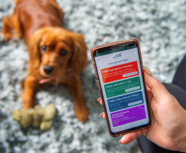 You can use the app to help diagnose your pet from home