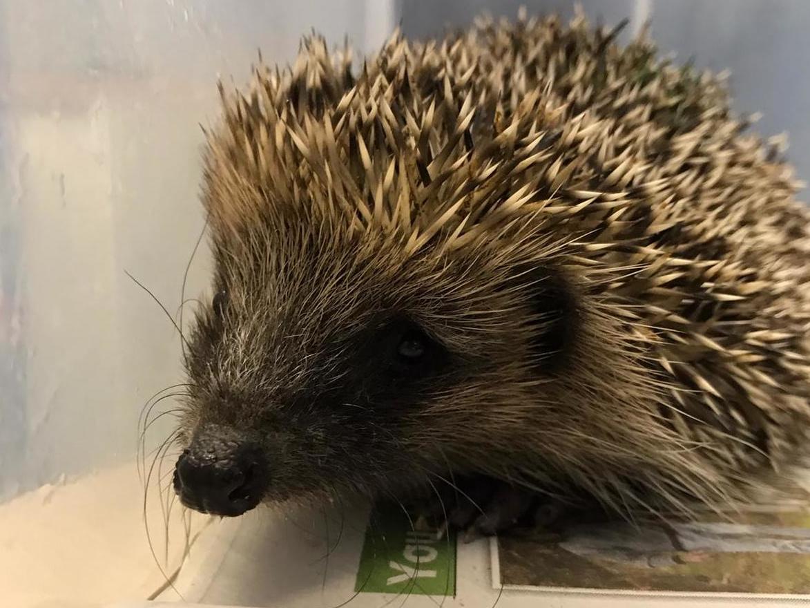 The hospital is currently caring for more than 200 hoglets.