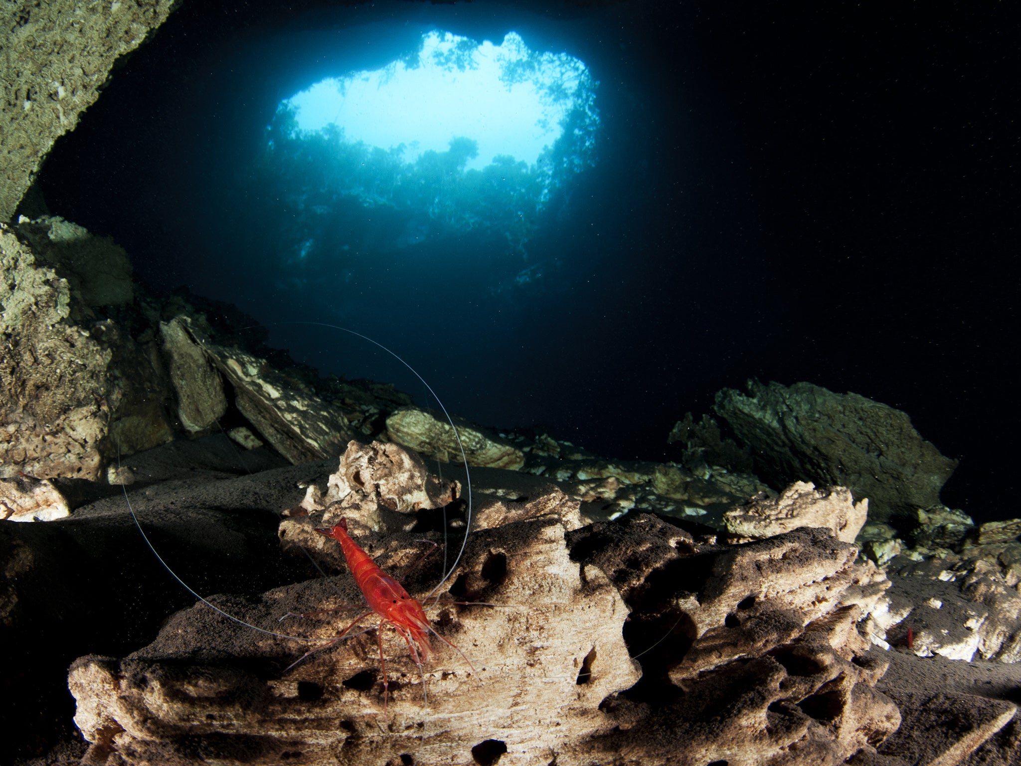 Shrimp inside a blue hole in the Bahamas