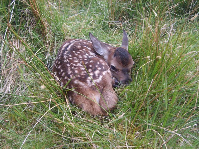 Red deer show first evidence of animal evolution in response to climate ...