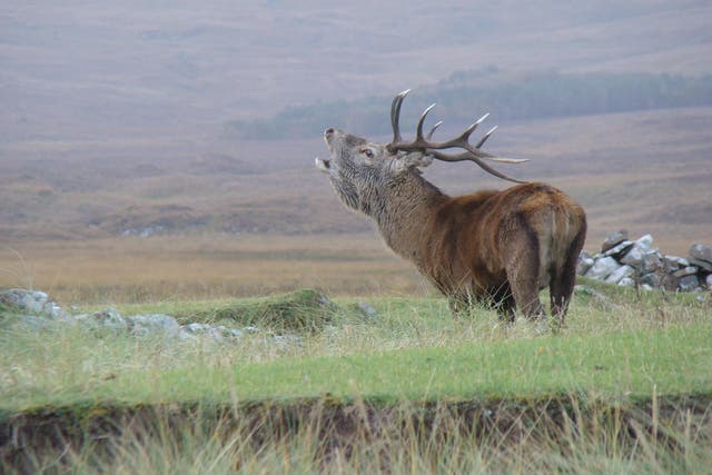 A red deer stag roars on the Isle of Rum, Scotland