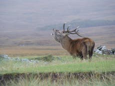 Red deer show first evidence of evolving in response to climate change