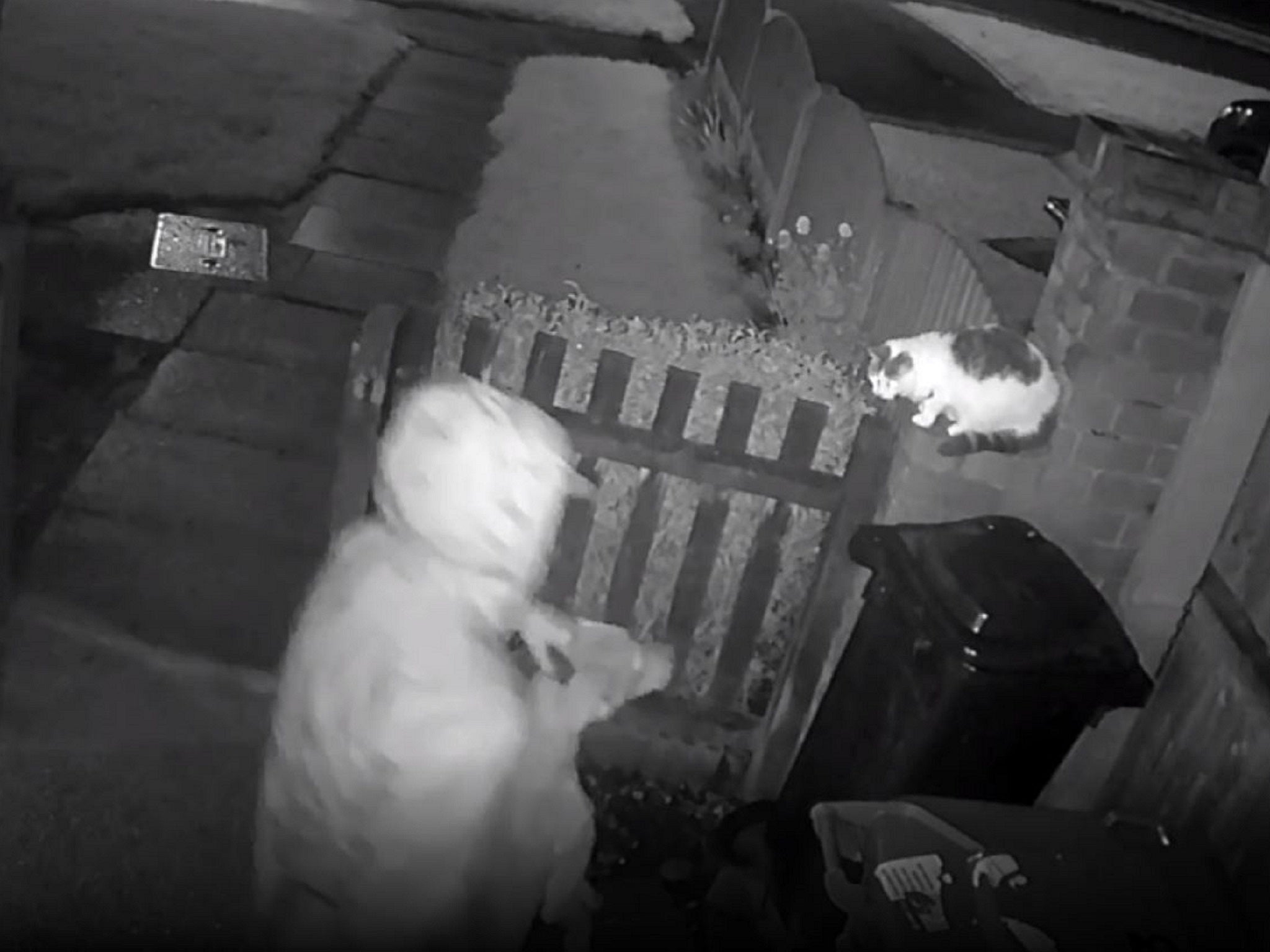 Cat mauled to death after man lets his dog attack it