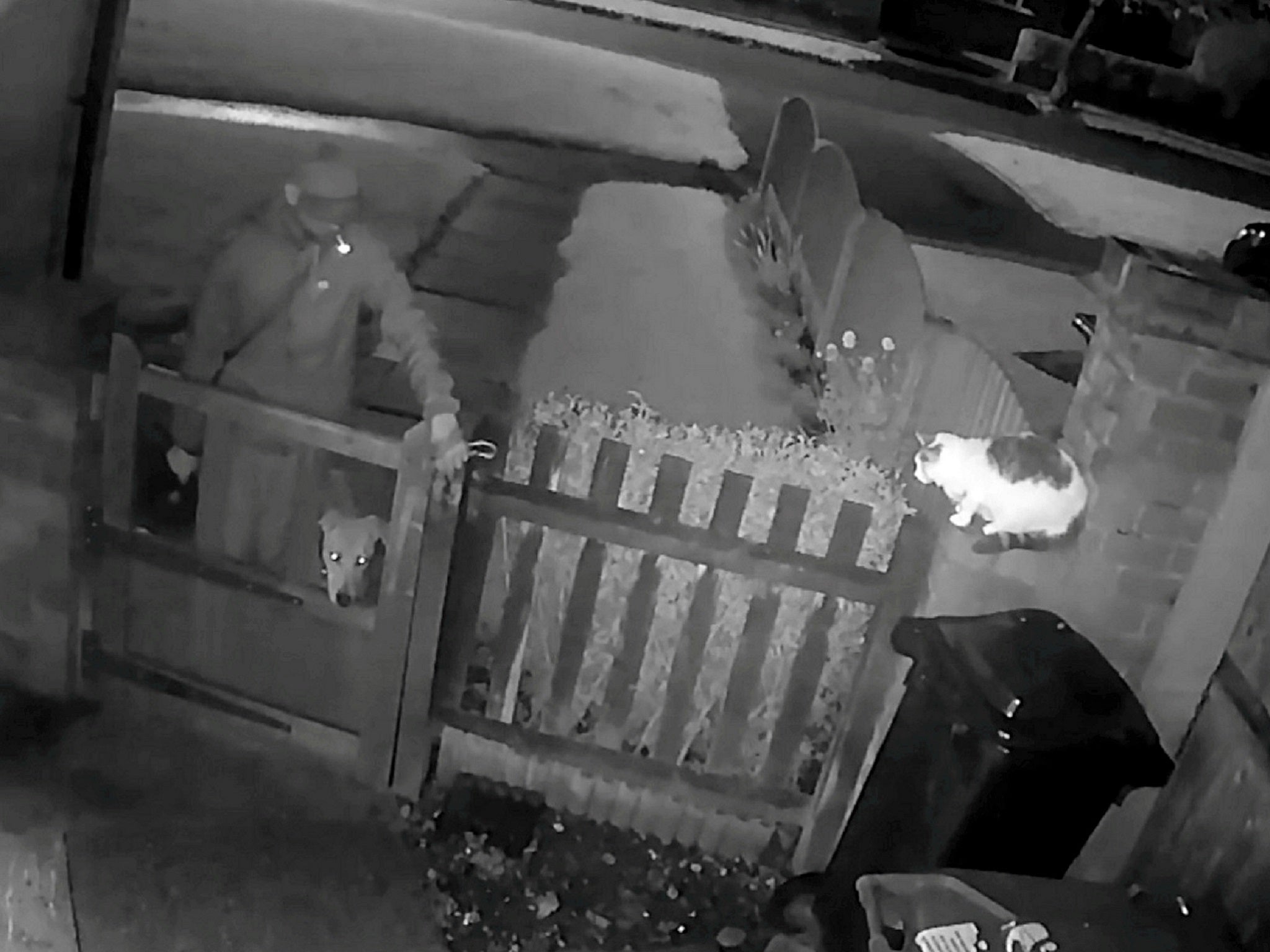 CCTV shows a man deliberately setting his dog on a pet cat in Walsall, West Midlands, on 23 October, 2019.