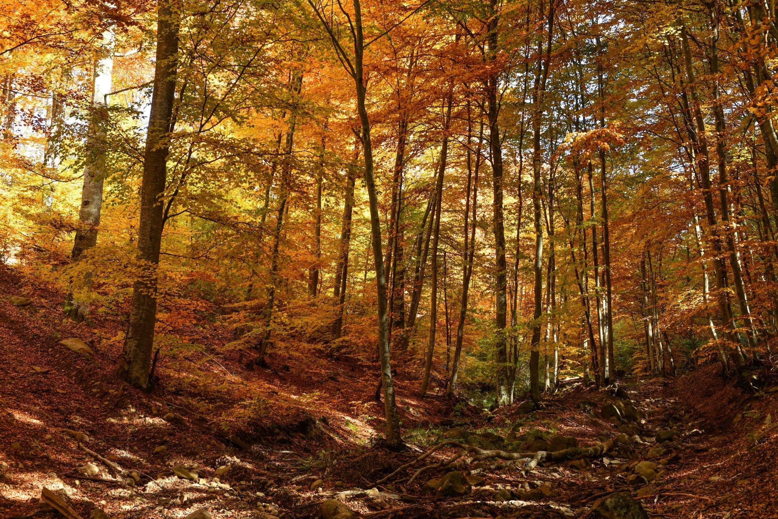 'We are running out of time': Murder and corruption threaten Europe's last great forests 