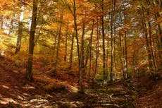‘We are running out of time’: Murder and corruption threaten Europe’s last great forests 
