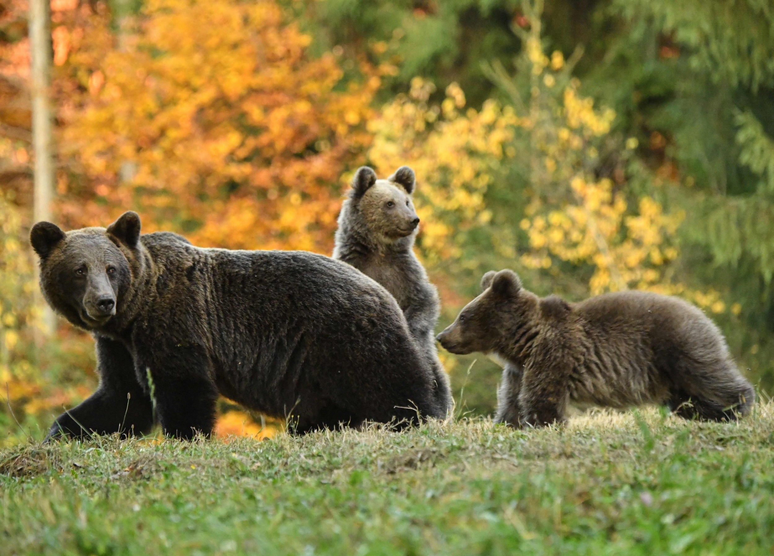 Romania has Europe’s highest number of brown bears, pictured here near the Tusnad touristic resort (AFP)