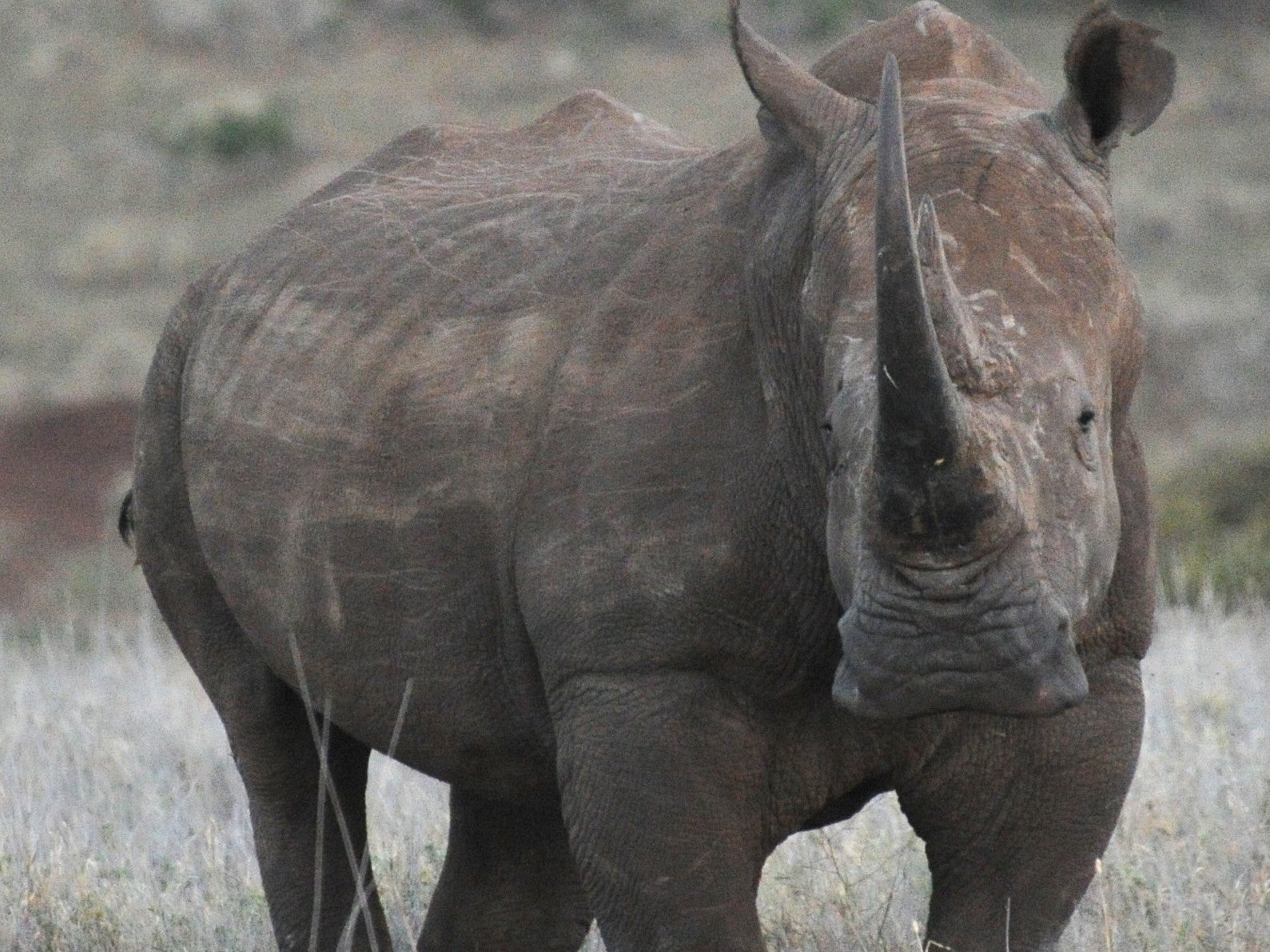 A grass (or white) rhino in northern Kenya; on average more than two a day are poached in Africa