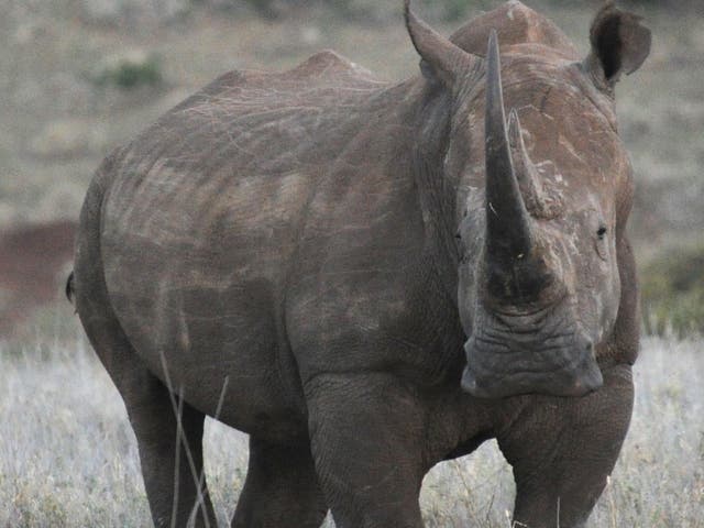 A grass (or white) rhino in northern Kenya; on average more than two a day are poached in Africa