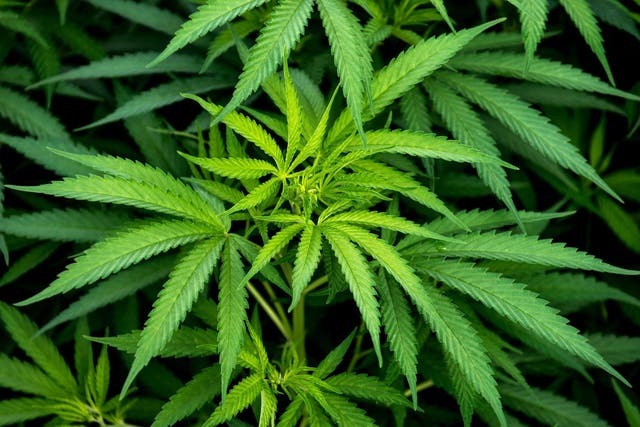 The cannabis-based medicines had go through 'extensive randomised placebo-controlled trials'