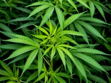 Cannabis medication approved for NHS use