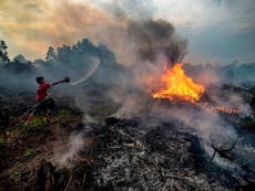 Nestle and Unilever ‘linked to Indonesian forest fires’