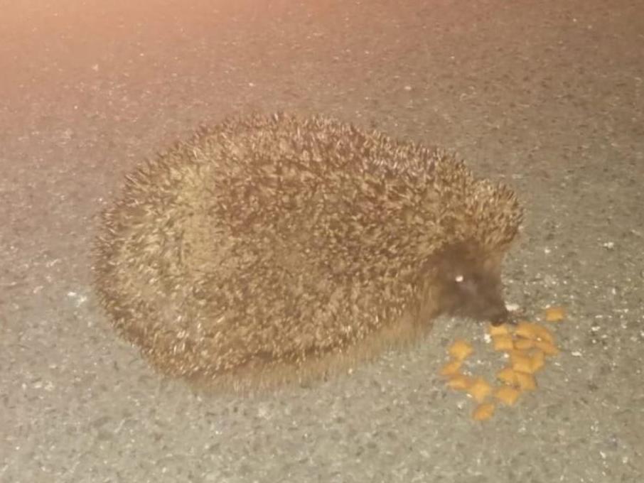 The hedgehog was known as 'Little Man' by local residents in Hayton Close, Sunderland
