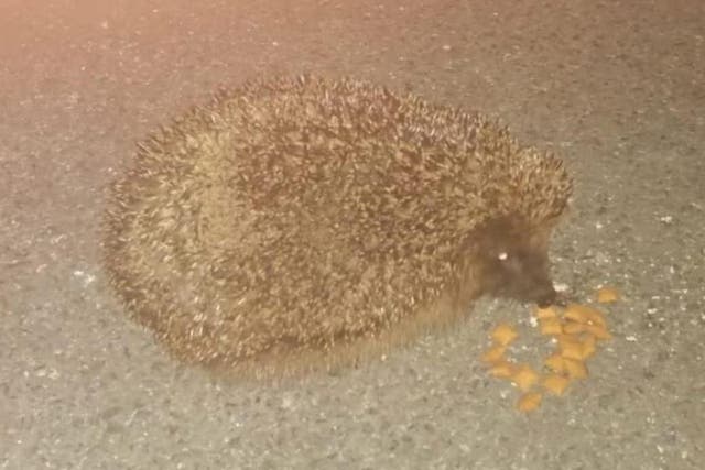 The hedgehog was known as 'Little Man' by local residents in Hayton Close, Sunderland