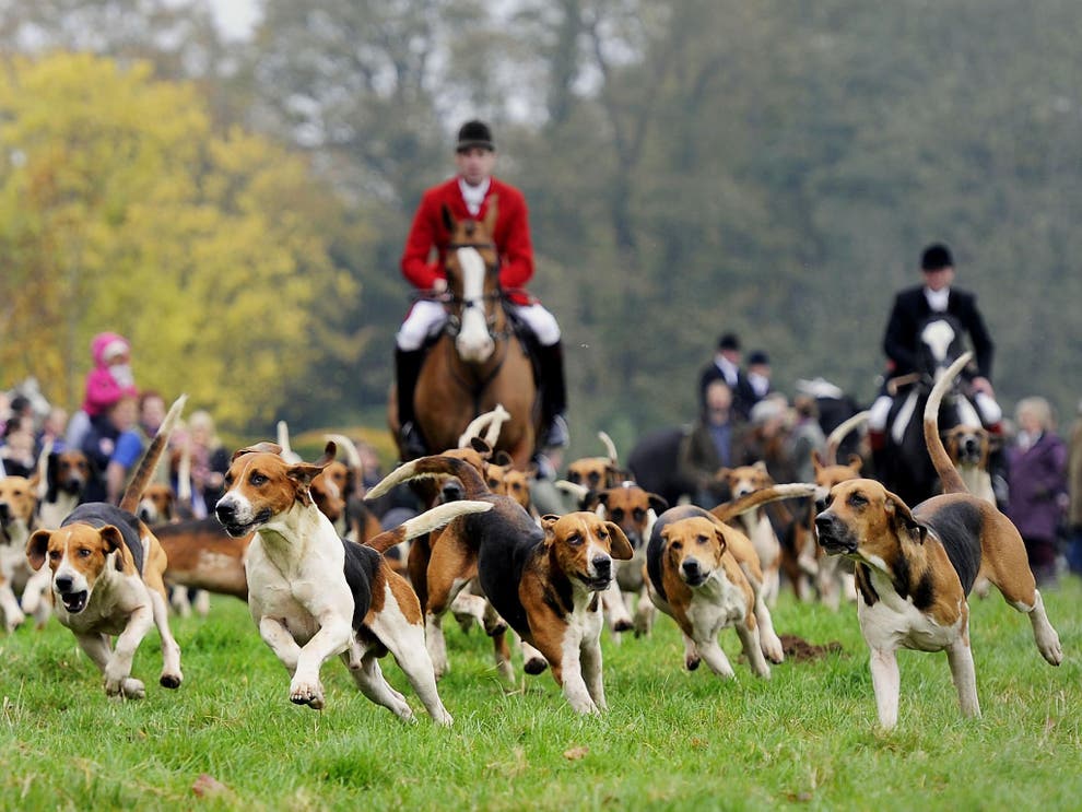 Labour quietly targeting Tories over fox hunting with Facebook ad