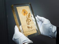 ‘World’s oldest poppy’ goes on display to mark Remembrance Sunday