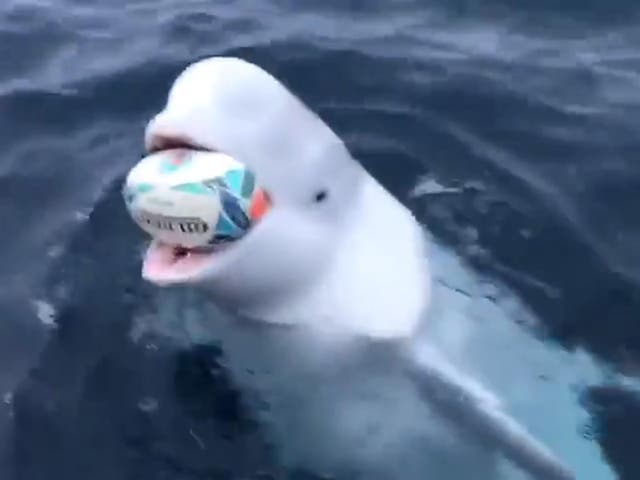 Screenshot of a viral video of a beluga whale 'playing catch' with rugby fans