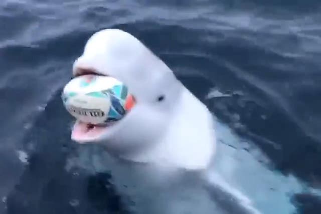 Screenshot of a viral video of a beluga whale 'playing catch' with rugby fans