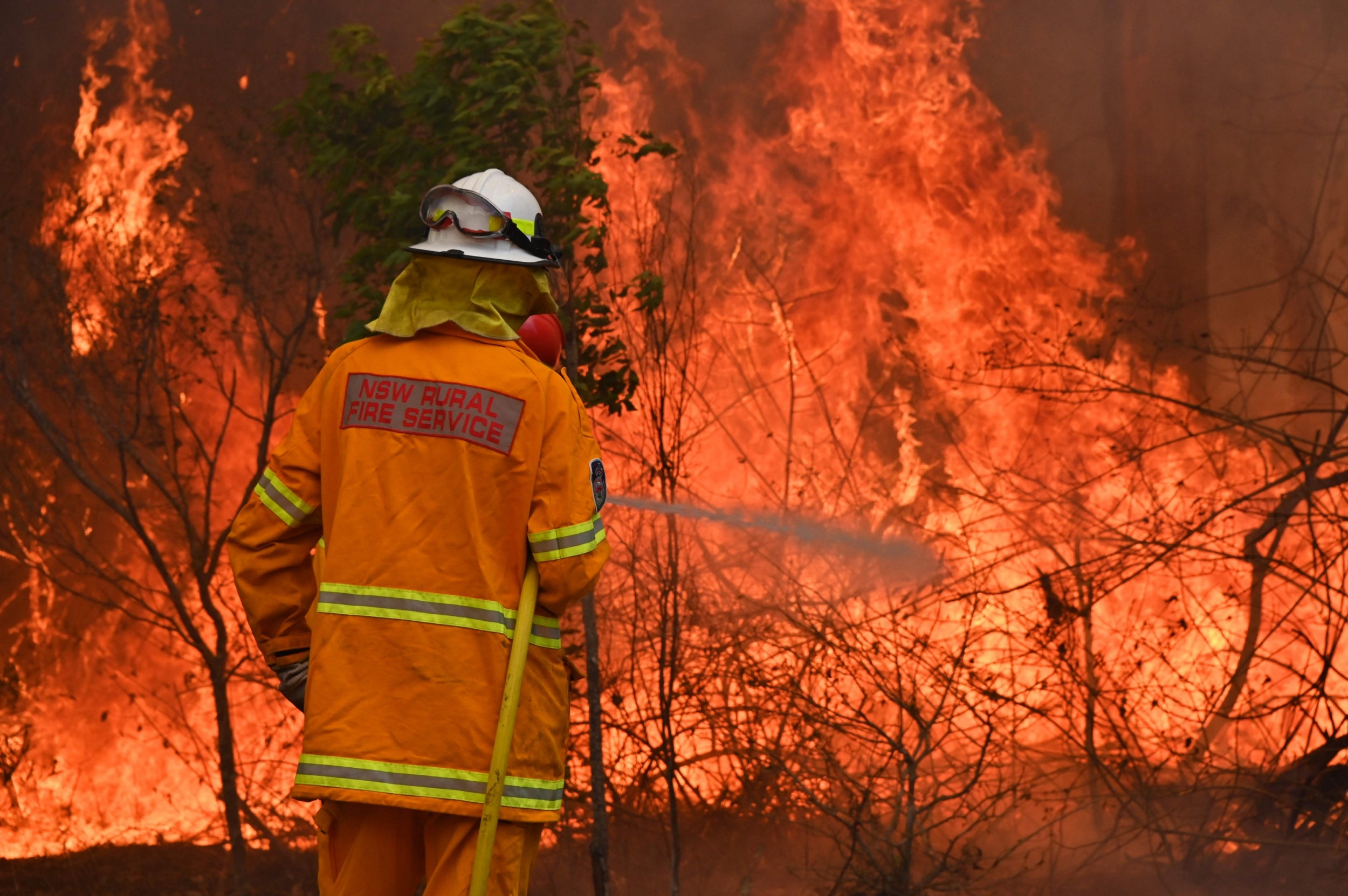 Firefighters Save Group Of Koalas From Australian Bushfires The