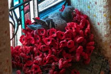 Pigeon builds nest from Remembrance Day poppies