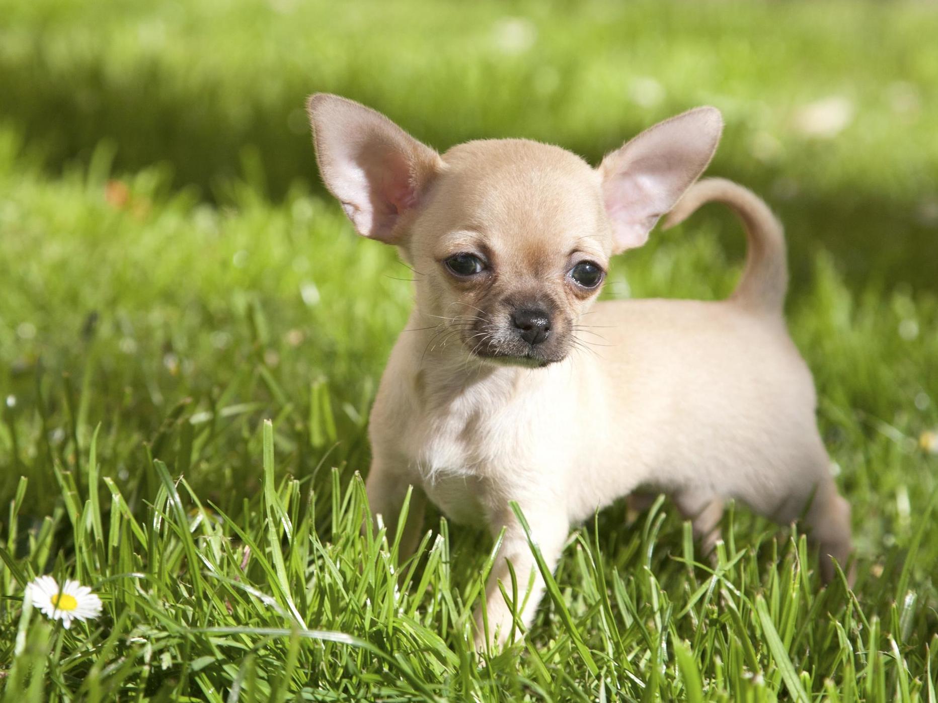 Chihuahua &apos;nearly snatched&apos; by bird of prey from garden