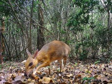 ‘Extinct’ deer small enough to hold in one hand rediscovered