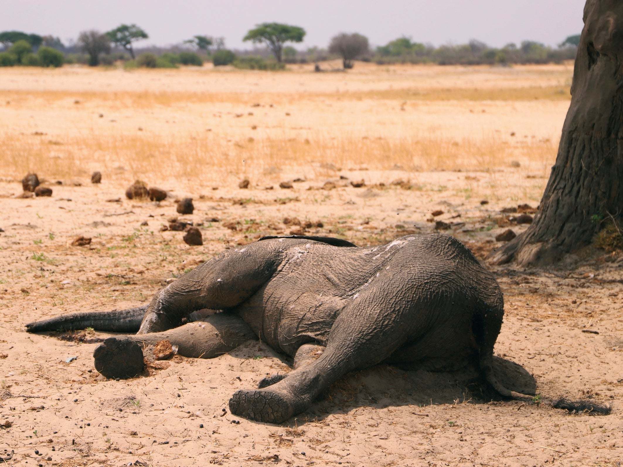 A dead elephant in Hwange National Park, Zimbabwe, 10 November, 2019.