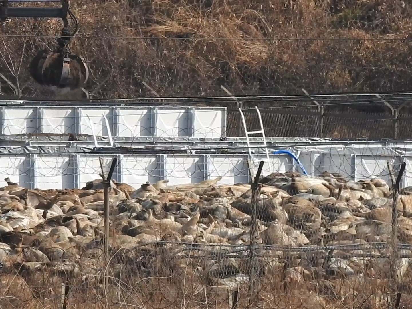 The Yeoncheon Imjin River Civic Network NGO said its pictures showed dead pigs piled up in a car park in Yeoncheon county