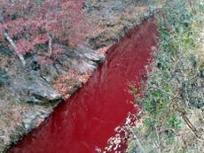 South Korean river runs red with blood of 47,000 slaughtered pigs